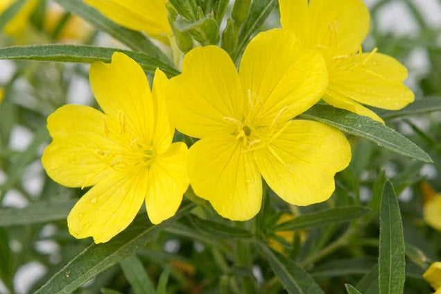 Oenothera 'African Sun' bloem