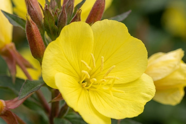 Oenothera fruticosa 'Sonnenwende' bloem