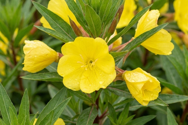 Oenothera macrocarpa bloem