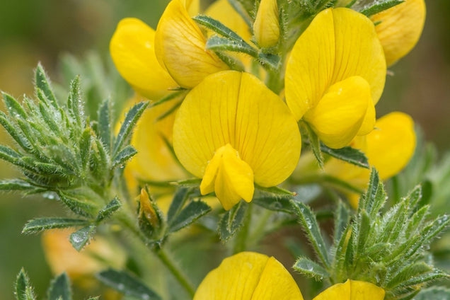 Ononis natrix bloem