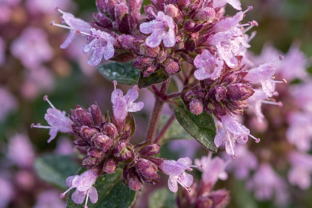 Origanum laevigatum 'Herrenhausen' bloem