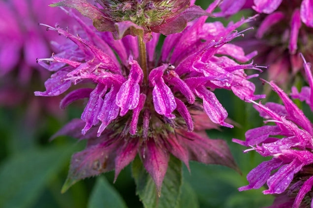 Origanum laevigatum 'Purple Charm' bloem