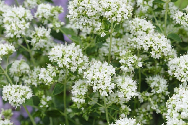 Origanum vulgare 'Album' bloem