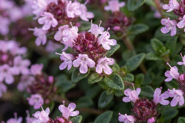 Origanum vulgare 'Compactum' bloem