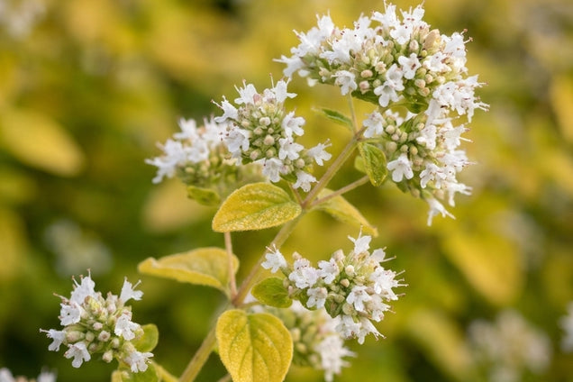 Origanum vulgare 'Thumble's Variety' bloem
