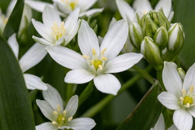 Ornithogalum nutans bloem