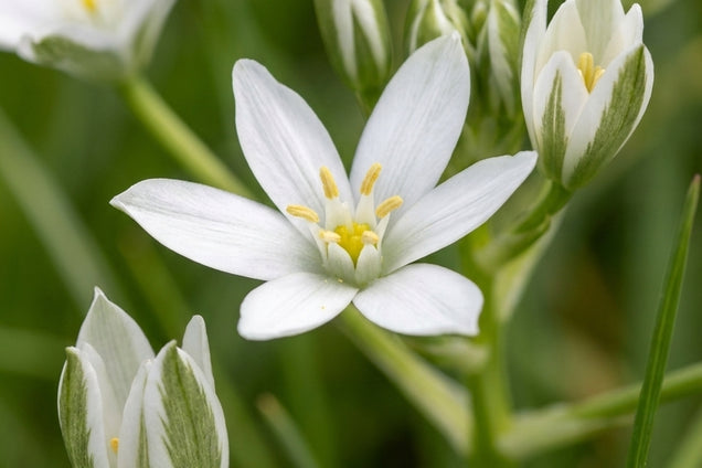 Ornithogalum umbellatum bloem