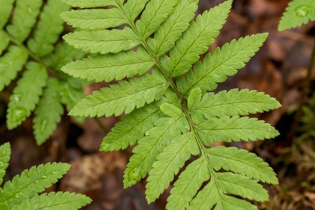 Osmunda japonica blad