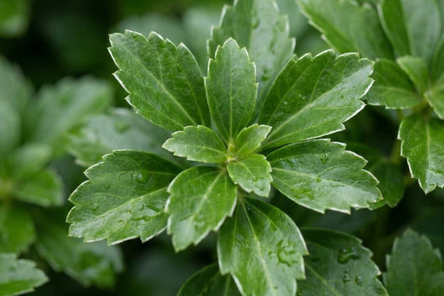Pachysandra terminalis 'Green Sheen' blad