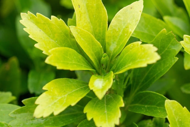 Pachysandra terminalis blad