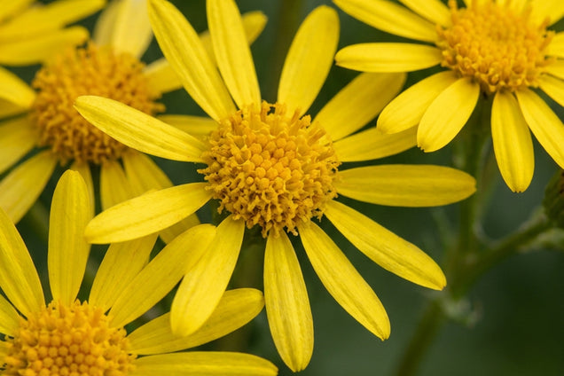 Packera aurea bloem