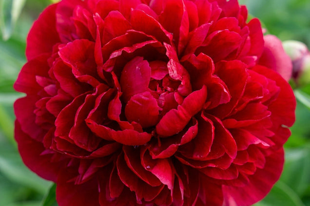 Paeonia 'Red Charm' bloem
