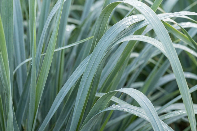 Panicum amarum 'Dewey Blue' blad