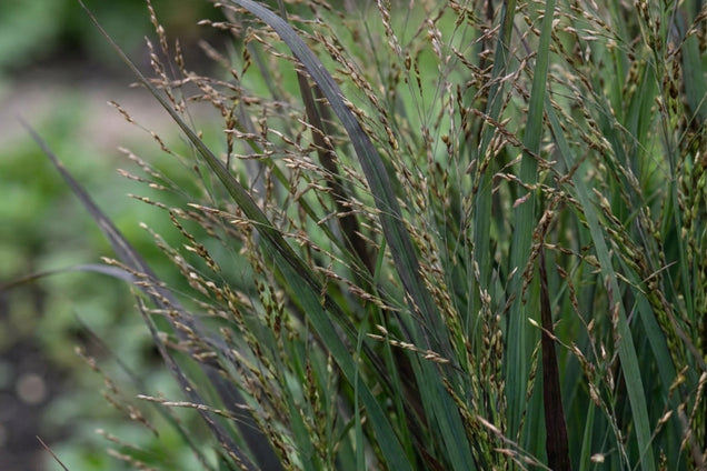 Panicum virgatum 'JS Blue Darkness' blad