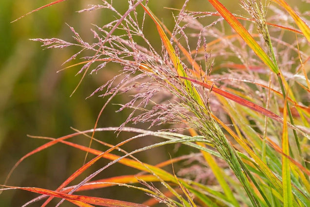 Panicum virgatum 'Kupferhirse' blad