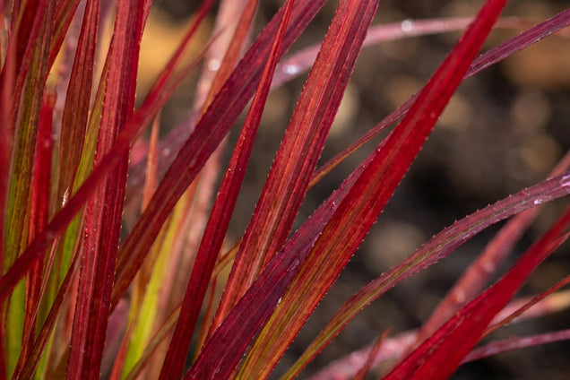 Panicum virgatum 'Kurt Bluemel' blad