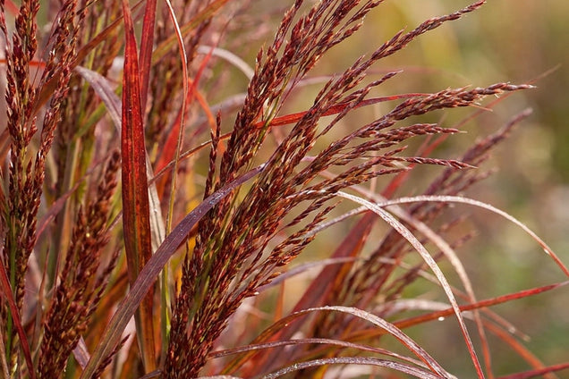 Panicum virgatum 'Nican' blad