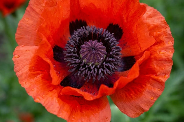Papaver orientale 'Nana Allegro' bloem