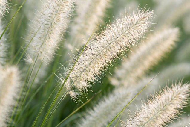 Pennisetum alopecuroides 'Cassian' bloem