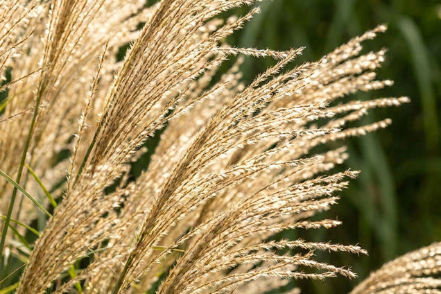 Pennisetum alopecuroides 'Hameln Gold' bloem