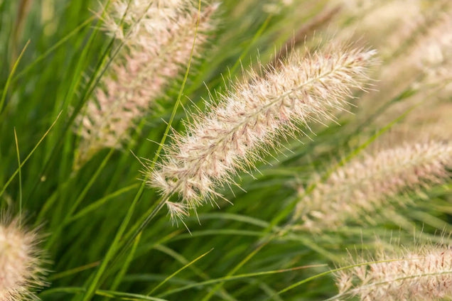 Pennisetum alopecuroides 'Hameln' bloem