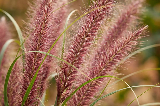 Pennisetum alopecuroides 'JS Jommenik' bloem