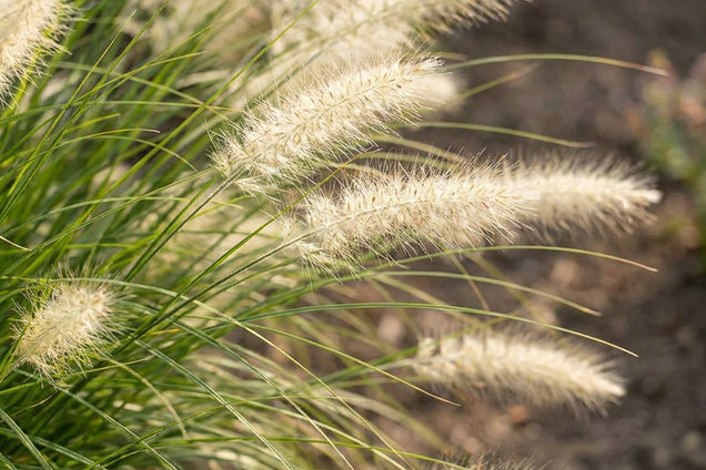 Pennisetum alopecuroides 'Little Bunny' bloem