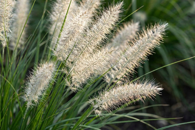Pennisetum alopecuroides 'Paul's Giant' bloem