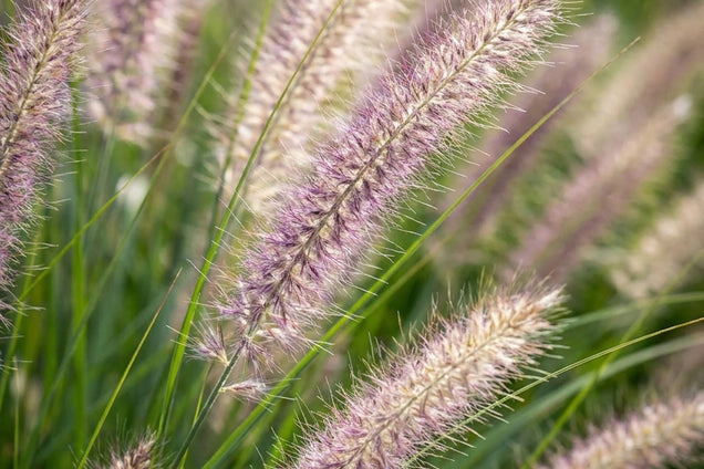 Pennisetum alopecuroides bloem