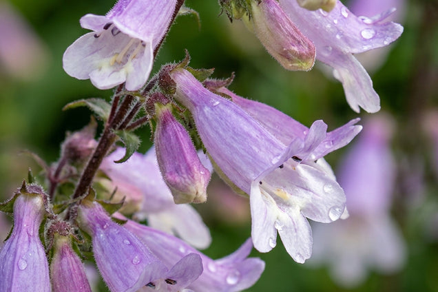 Penstemon hirsutus 'Pygmaeus' bloem