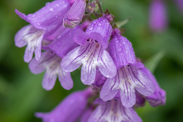 Penstemon hirsutus bloem
