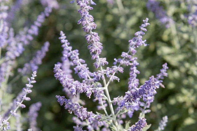 Perovskia atriplicifolia 'Lissvery' bloem