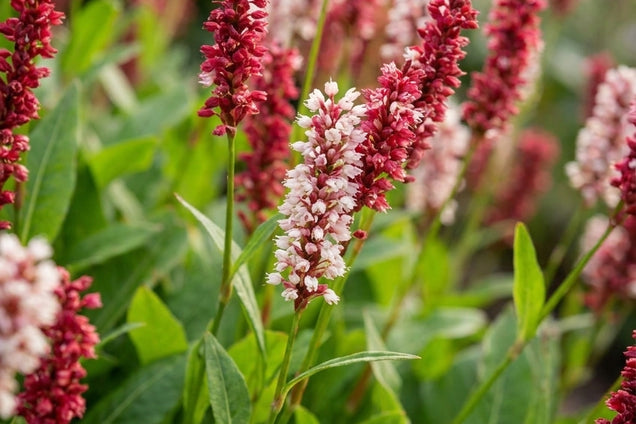 Persicaria affinis 'Superba' bloem