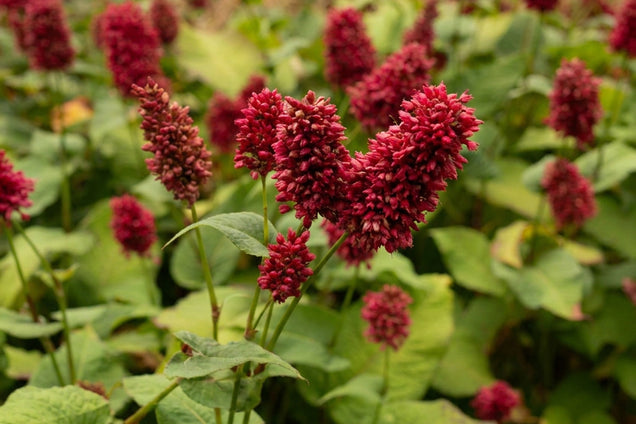 Persicaria amplexicaulis 'Dikke Floskes' bloesem