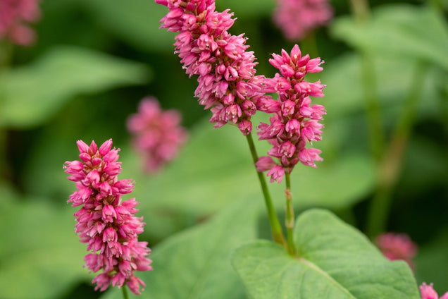 Persicaria amplexicaulis 'Inverleith' bloem
