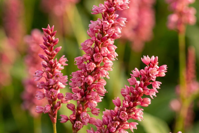Persicaria amplexicaulis 'Orangofield' bloem