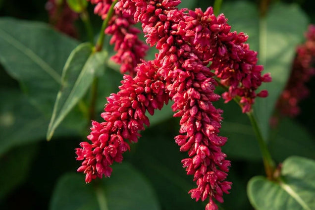 Persicaria amplexicaulis pendula bloem