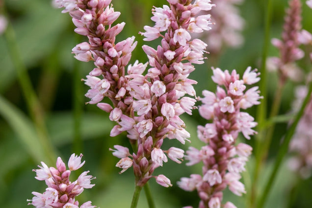 Persicaria amplexicaulis 'Rosea' bloem