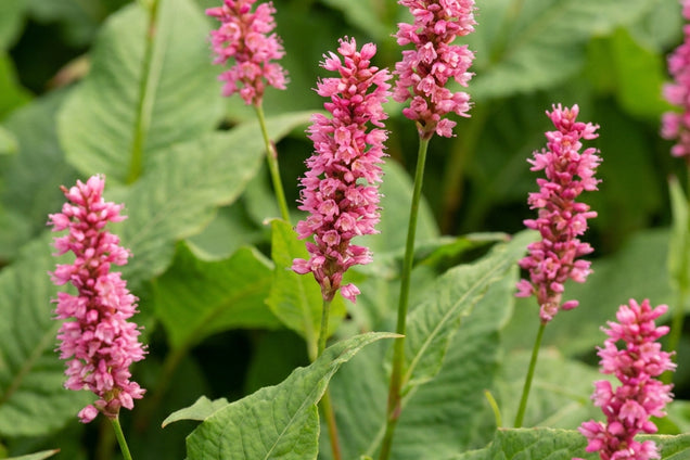 Persicaria amplexicaulis 'Speciosa' bloem