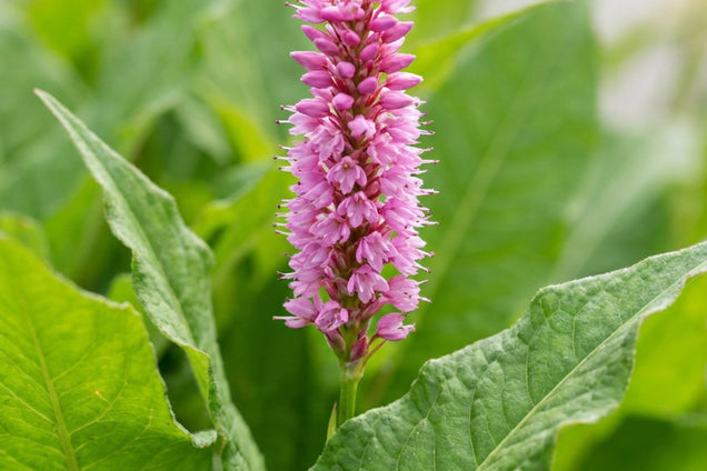 Persicaria amplexicaulis bloem