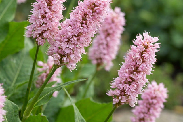 Persicaria bistorta 'Superba' bloem