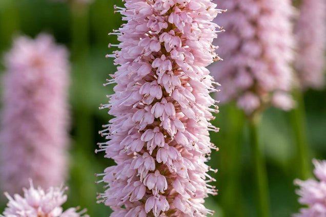 Persicaria bistorta bloem