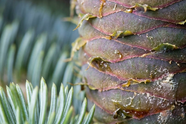 Abies alba kegel