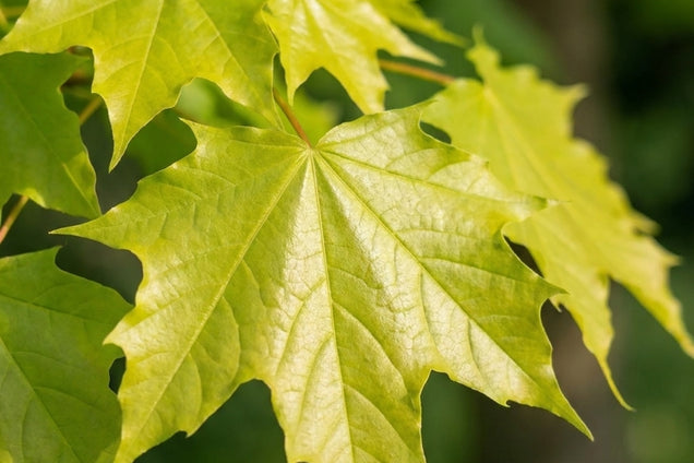 Acer cappadocicum lobelii blad