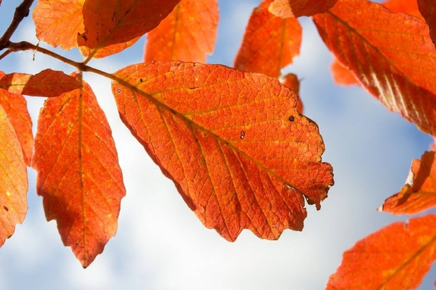 Acer maximowiczianum blad