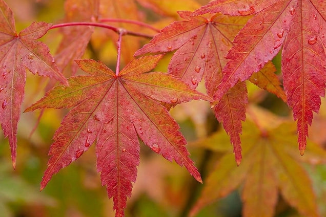 Acer palmatum 'Bi-hoo' bladeren