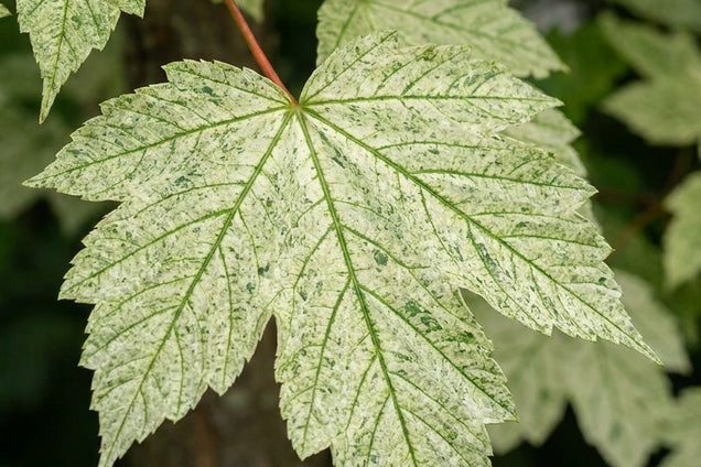Acer platanoides 'Deborah' blad