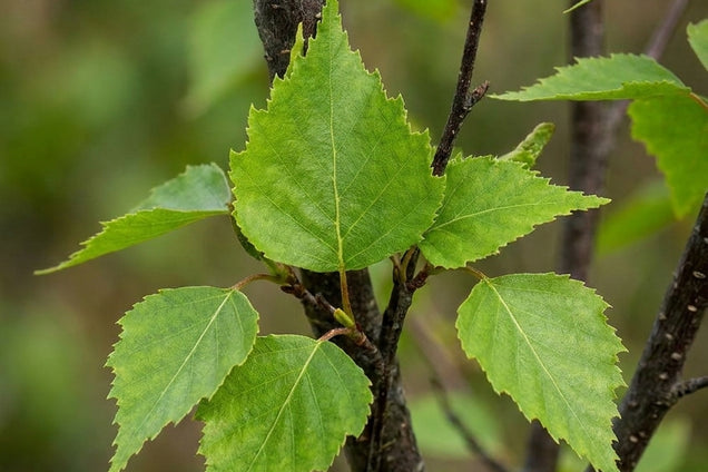 Betula pendula 'Obelisk' blad