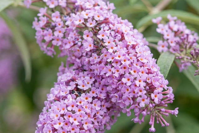 Buddleja delavayi bloem