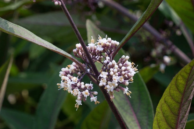 Callicarpa kwangtungensis bloem